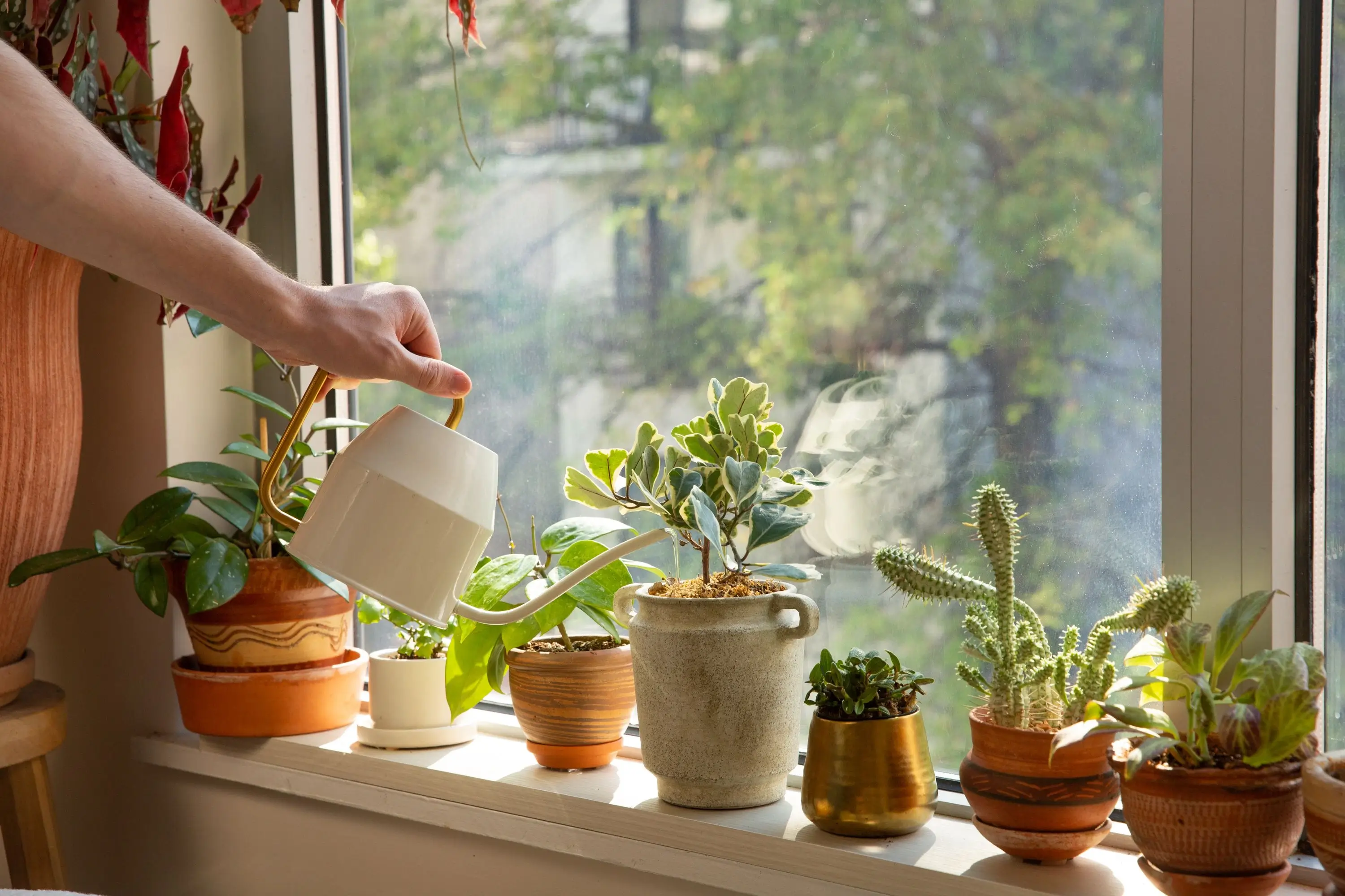 Watering Tips for Indoor Plants